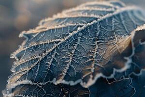Nature of Intricate Patterns of Frost on Birch Tree Leaf Background photo