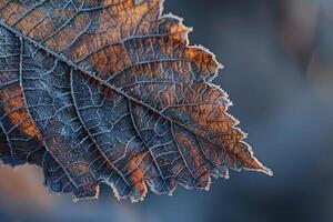 Nature of Intricate Patterns of Frost on Birch Tree Leaf Background photo