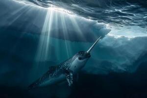 Intriguing Narwhal swimming gracefully beneath translucent iceberg with sun ray background Arctic waters serene underwater environment photo
