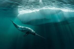 Intriguing Narwhal swimming gracefully beneath translucent iceberg with sun ray background Arctic waters serene underwater environment photo