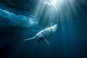 Intriguing Narwhal swimming gracefully beneath translucent iceberg with sun ray background Arctic waters serene underwater environment photo