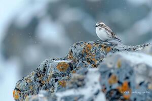 Snow Bunting on Lichen Covered Arctic Rock Background photo