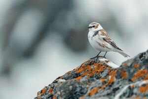 Snow Bunting on Lichen Covered Arctic Rock Background photo