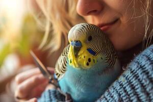 budgerigar perched on its owners shoulder eagerly awaiting gentle wing feather trim with small pair of grooming scissors in cozy home background photo