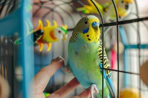 parakeet watching intently as its owner cleans and replenishes its cage with fresh perches and toys creating colorful and engaging background photo