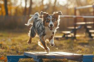 An Australian Shepherd navigating an agility course with precision and enthusiasm owner cheering from the sidelines set against an engaging agility background photo