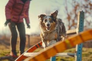 An Australian Shepherd navigating an agility course with precision and enthusiasm owner cheering from the sidelines set against an engaging agility background photo
