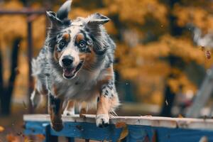 An Australian Shepherd navigating an agility course with precision and enthusiasm owner cheering from the sidelines set against an engaging agility background photo