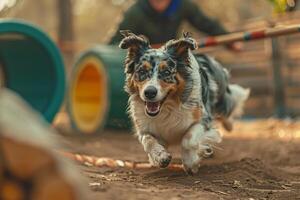 An Australian Shepherd navigating an agility course with precision and enthusiasm owner cheering from the sidelines set against an engaging agility background photo