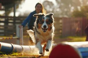 An Australian Shepherd navigating an agility course with precision and enthusiasm owner cheering from the sidelines set against an engaging agility background photo