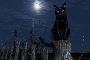 Conceptual Pet Black Cat on Weathered Fence Post Under Full Moon Background photo