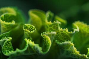 Floral Elegant Xerosicyos nature background photo