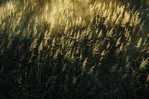 Captivating shadows cast by tall grass on sunlit meadow forming pattern of alternating light and shade with natural background photo
