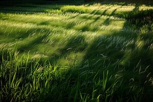 Captivating shadows cast by tall grass on sunlit meadow forming pattern of alternating light and shade with natural background photo
