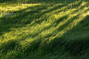 Captivating Shadows cast by tall grass on sunlit meadow forming pattern of alternating light and shade with natural background photo