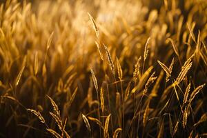 Captivating Shadows Cast by Tall Grass on Sunlit Meadow Forming Pattern of Alternating Light and Shade nature background photo