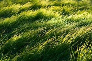 Captivating Shadows Cast by Tall Grass on Sunlit Meadow Forming Pattern of Alternating Light and Shade and nature background photo