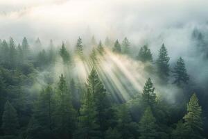 Enigmatic sunlight filtering through dense fog in redwood forest creating atmosphere nature background photo