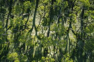 Sunlight creating shadows of intricate branches on moss covered forest floor  nature background photo
