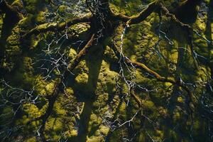 Sunlight creating shadows of intricate branches on mosscovered forest floor with nature background photo