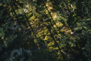 Sunlight creating shadows of intricate branches on moss covered forest floor  nature background photo