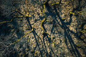 Sunlight creating shadows of intricate branches on moss covered forest floor  nature background photo