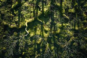 Sunlight creating shadows of intricate branches on mosscovered forest floor with nature background patterns photo