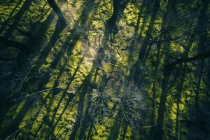 Sunlight creating shadows of intricate branches on mosscovered forest floor with nature background photo