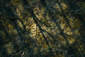 Sunlight creating shadows of intricate branches on moss covered forest floor nature background photo