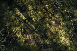 Sunlight creating shadows of intricate branches on moss covered forest floor nature background photo