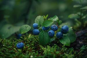 Delicate Vaccinium Angustifolium Lowbush Blueberry with Small Blueberries nature background photo