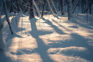 Patterns of light and shadows on snowy forest floor with sunlight filtering through snow laden branches background photo