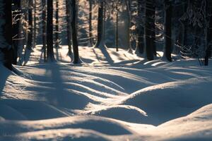 Patterns of light and shadows on snowy forest floor with sunlight filtering through snowladen branches photo