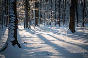 Patterns of light and shadows on snowy forest floor with sunlight filtering through snow laden branches photo