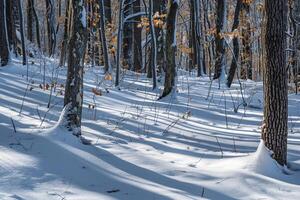 Patterns of light and shadows on snowy forest floor with sunlight filtering through snow laden branches background photo