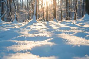 Patterns of light and shadows on snowy forest floor with sunlight filtering through snow laden branches photo