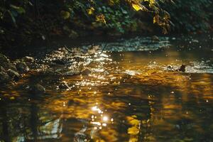 Patterns of Light and Shade on Forest Stream with Sunlight Filtering Through Overhanging Branches photo