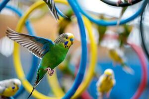 Budgerigars darting through hoops and perches in an indoor aviary during training session  nature background photo