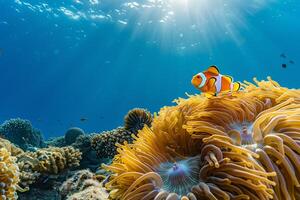 Playful Clownfish darting in and out of anemone tentacles in protected coral reef under clear blue water background nature photo
