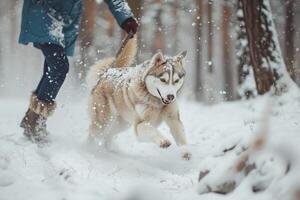 Dog Play Spirited Husky Playing Tag in SnowCovered Forest with Background photo