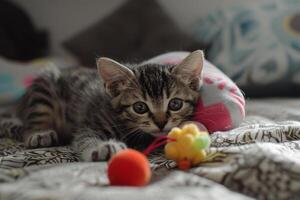 rescue kitten exploring its new home cautiously sniffing at toys and furniture photo