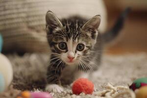 rescue kitten exploring its new home cautiously sniffing at toys and furniture photo