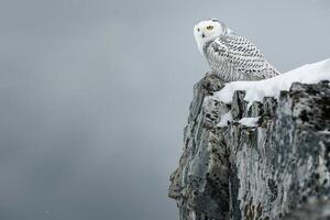 Snowy owl perched atop weathered Arctic cliff with an overcast sky background scanning the tundrbelow for prey photo