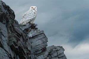 Snowy owl perched atop weathered Arctic cliff with an overcast sky background scanning the tundrbelow for prey photo