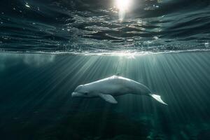 Belugwhale gliding gracefully through the clear icy waters of the Arctic Ocean with sunlight filtering through the water surface photo
