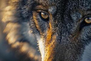 Nature of Wolfs Eye Capturing the Wild Essence and Sharp Gaze and nature background photo