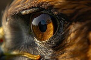 Nature of Hawks Eye Capturing the Keen and Sharp s of Its Predatory Gaze and nature background photo