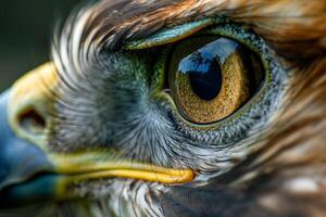Nature of Hawks Eye Capturing the Keen and Sharp s of Its Predatory Gaze and nature background photo