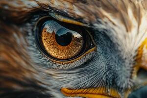 close up of the eye of a hawk photo