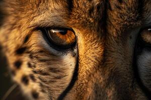 Nature of Cheetahs Eye Capturing the ed Intensity and Speed in Its Gaze and nature background photo